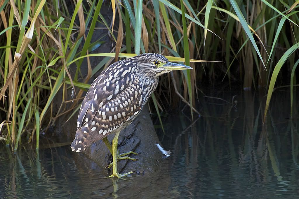 Bittern australia